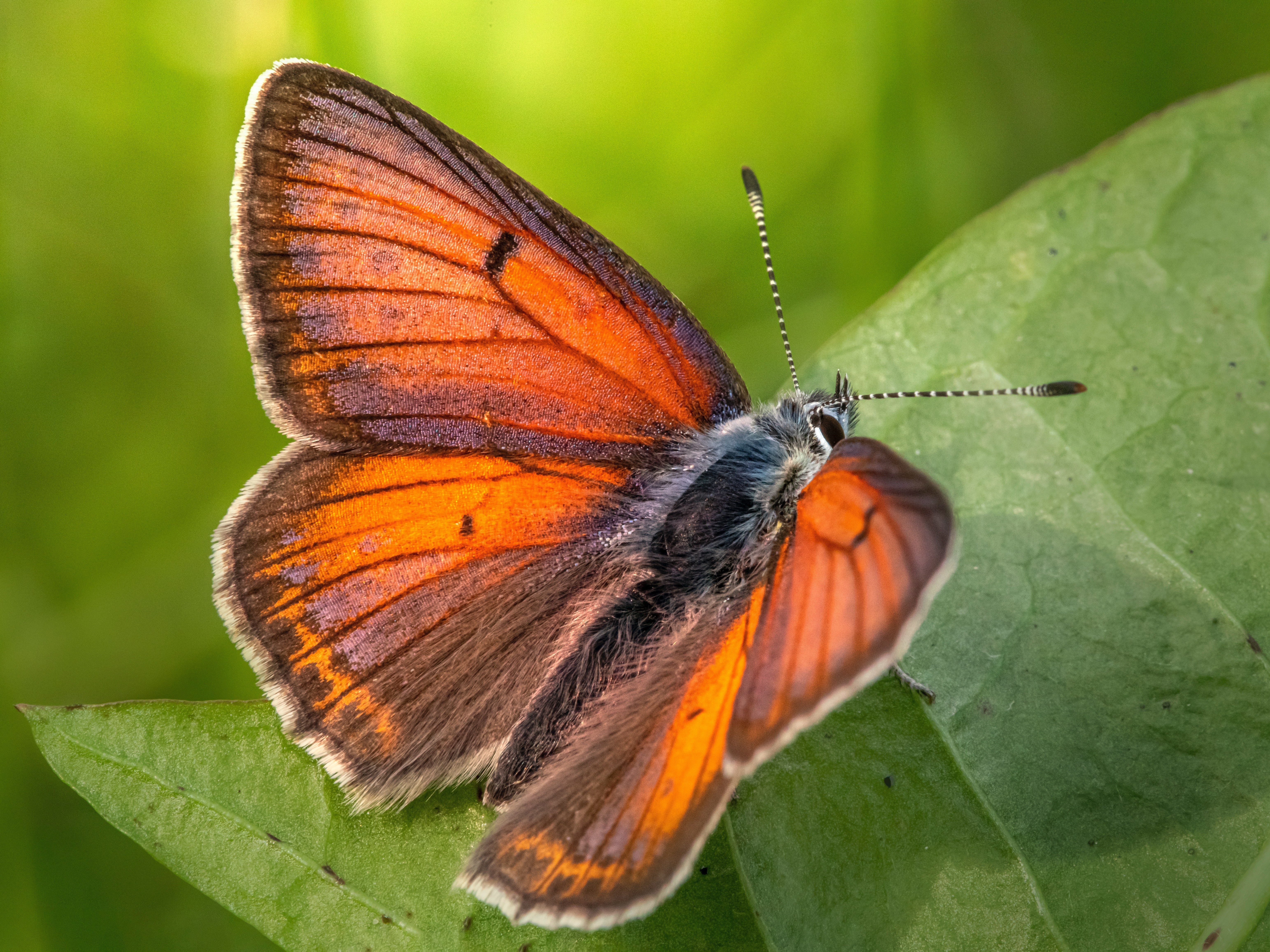 Lycaena dispar (Karits)